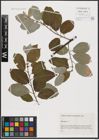 Foto von Salix caprea L.